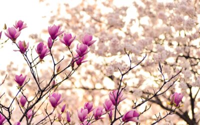 Massage du ventre pour se préparer au printemps, février 2018